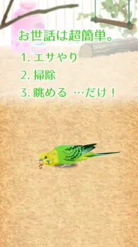 癒しのインコ育成ゲーム Screen Shot 4