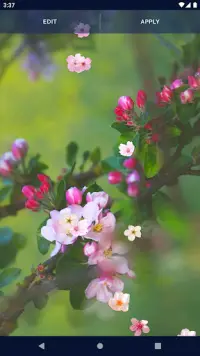 Sakura Flower Live Wallpaper Screen Shot 6