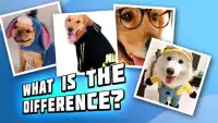 4 pictures 1 odd: dogs & pets, find the difference Screen Shot 4