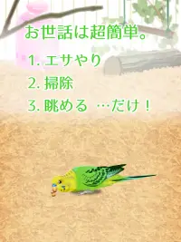 癒しのインコ育成ゲーム Screen Shot 7