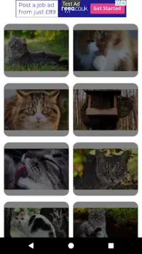 Cat Puzzles Screen Shot 2