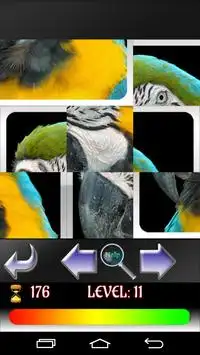 Puzzle Birds Screen Shot 3