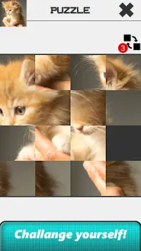 Cat Slide Puzzle Screen Shot 3