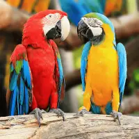 Birds Jigsaw Puzzle Games Screen Shot 0