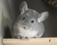 Chinchilla Jigsaw Puzzles Screen Shot 3