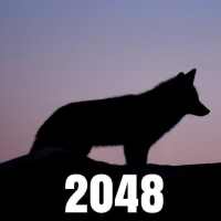 Fox 2048