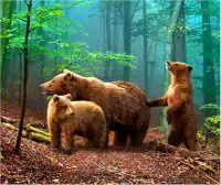 Bears Puzzles Spiel für Kinder Screen Shot 5