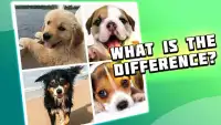 4 pictures 1 odd: dogs & pets, find the difference Screen Shot 0