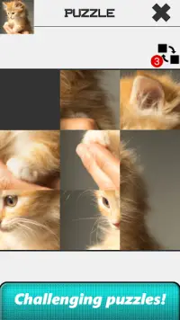 Cat Slide Puzzle Screen Shot 1