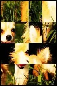Cute dog Puzzle free1 Screen Shot 1