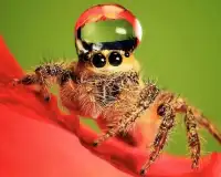 거미 야생 동물 퍼즐 맞추기 Screen Shot 4