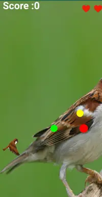 House Sparrow Screen Shot 3