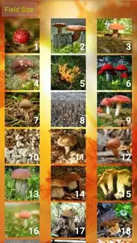 Mushrooms Puzzle Screen Shot 4