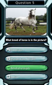 My Horse & Pony Breeds Quiz HD Screen Shot 3