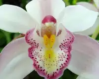 Orchid Flowers Jigsaw Puzzle Screen Shot 3