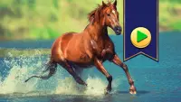 Horses Jigsaw Puzzle Screen Shot 0