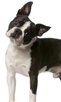 Boston Terriers Jigsaw Puzzle Screen Shot 2