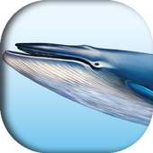 الحوت الأزرق (مساعدة لعبة)