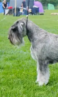 Schnauzer Anjing Jigsaw Puzzle Screen Shot 0