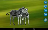 Animal Puzzle for Kids Screen Shot 19