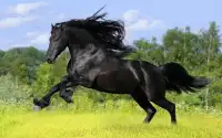 Horse Puzzle Jigsaw for Kids Screen Shot 0