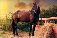 Horses Jigsaw Puzzles Collection Screen Shot 0