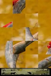 Insect Puzzle Screen Shot 4
