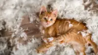 Jigsaw Puzzles - FREE - Cats & Kittens Screen Shot 4
