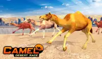 Camel Desert Race Simulator - Animals Racing 3D Screen Shot 1