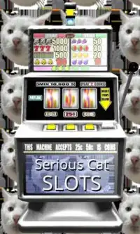 3D Serious Cat Slots - Free Screen Shot 0