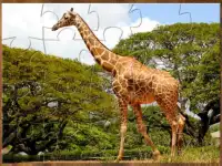 Jigsaw Puzzles with Cool Animal Pictures Screen Shot 11