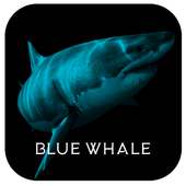 Blue Whale Game Prank