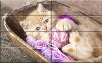 Tile Puzzle Cats Screen Shot 2