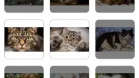 Cat Puzzles Screen Shot 4