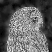 Owl 2048