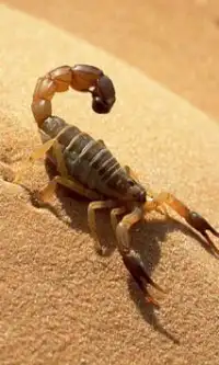 Scorpions Jigsaw Puzzles Screen Shot 0