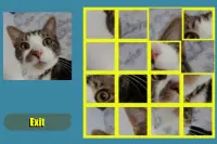 Cat Shuffle Screen Shot 0