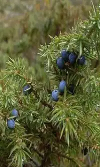 Fleurs Juniper Jigsaw Puzzle Screen Shot 1