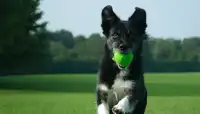 Dog training Screen Shot 0