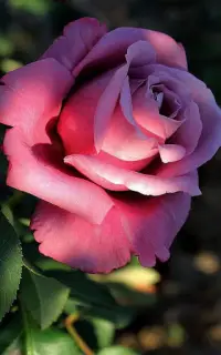 HD Rose Flowers Live Wallpaper Screen Shot 3