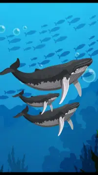 Bébé Requin Aquarium Créateur Screen Shot 2