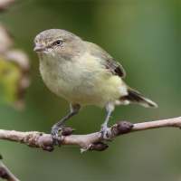 Weebill Birds Flying