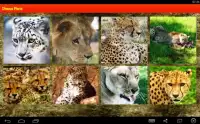 Big Cats Puzzle Screen Shot 9