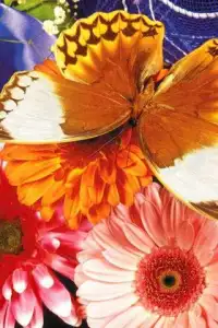 Butterfly Puzzle Screen Shot 1