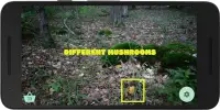 Mushroom picker 2 - try to find real mushrooms Screen Shot 2