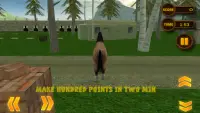 fury liar kuda simulator 3D Screen Shot 1