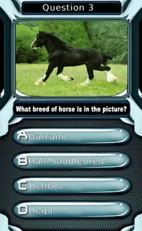My Horse & Pony Breeds Quiz HD Screen Shot 1