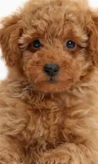 Toy Poodle Dogs Jigsaw Puzzles Screen Shot 1