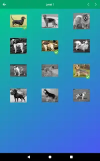 Dog Quiz: Guess the Breed — Game, Pictures, Test Screen Shot 10