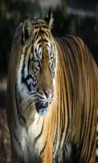 Tigers Games Screen Shot 1